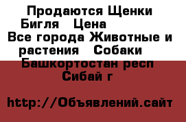 Продаются Щенки Бигля › Цена ­ 35 000 - Все города Животные и растения » Собаки   . Башкортостан респ.,Сибай г.